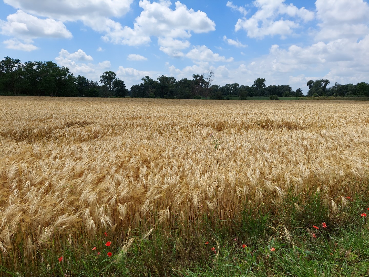 20210625_131227 (Grand)