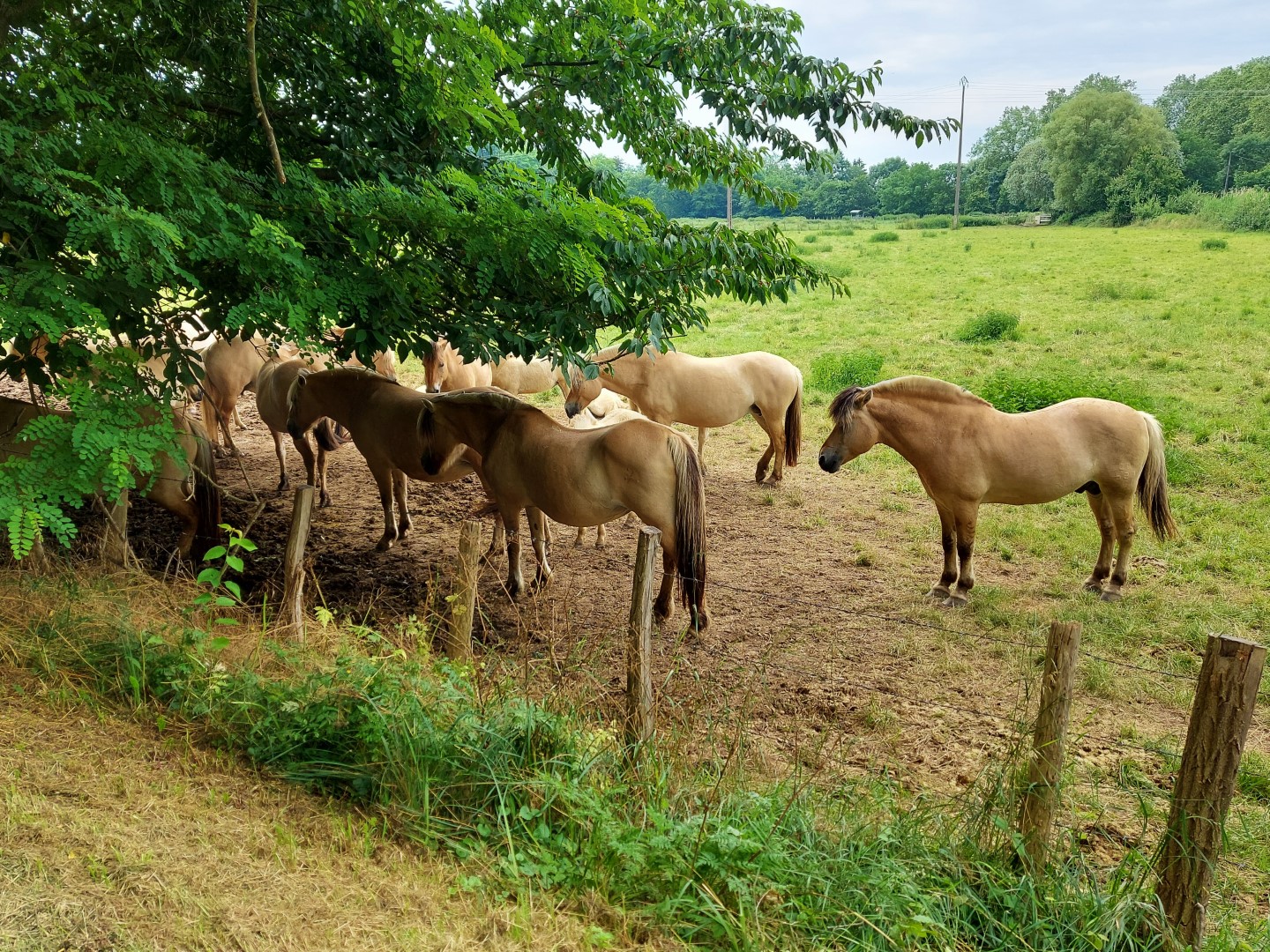 20210627_123038 (Grand)