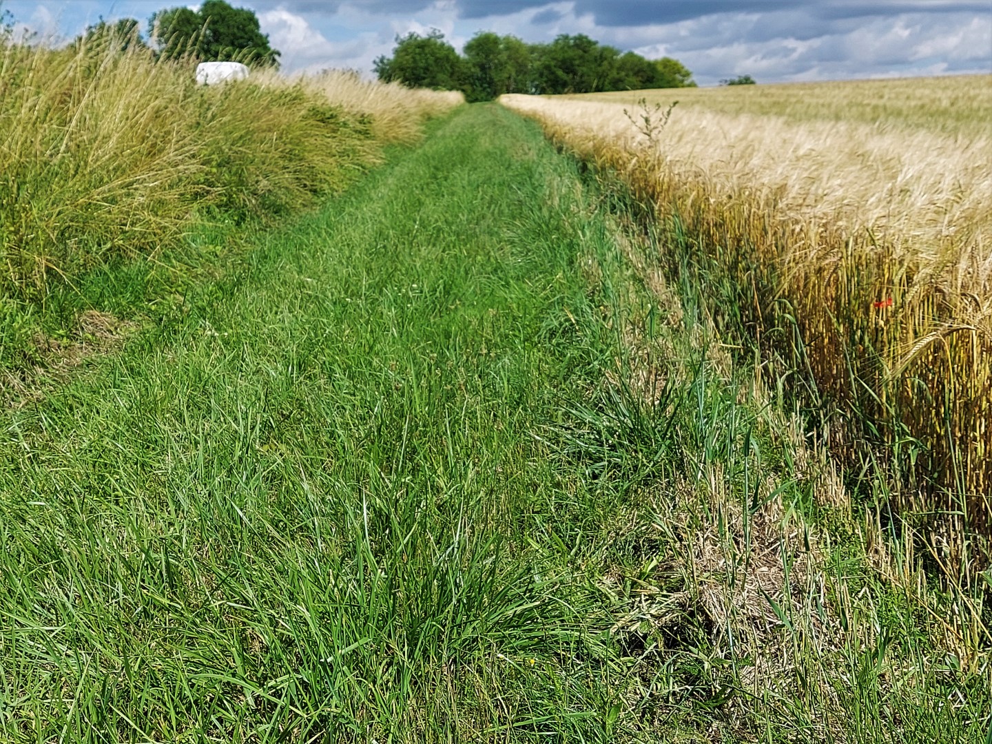 20210707_111208 (Grand)