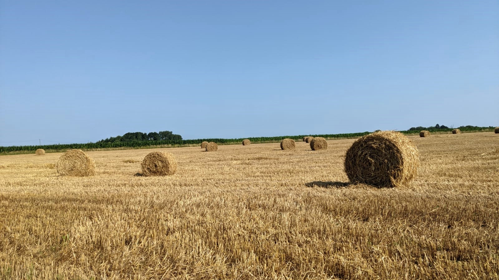 WhatsApp Image 2021-07-22 at 20.29.51 (2)