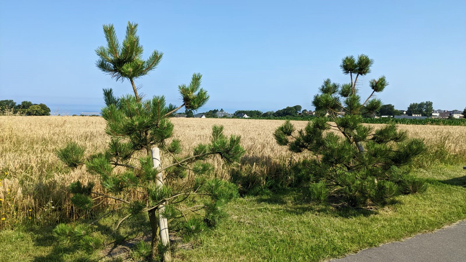 WhatsApp Image 2021-07-22 at 20.29.51