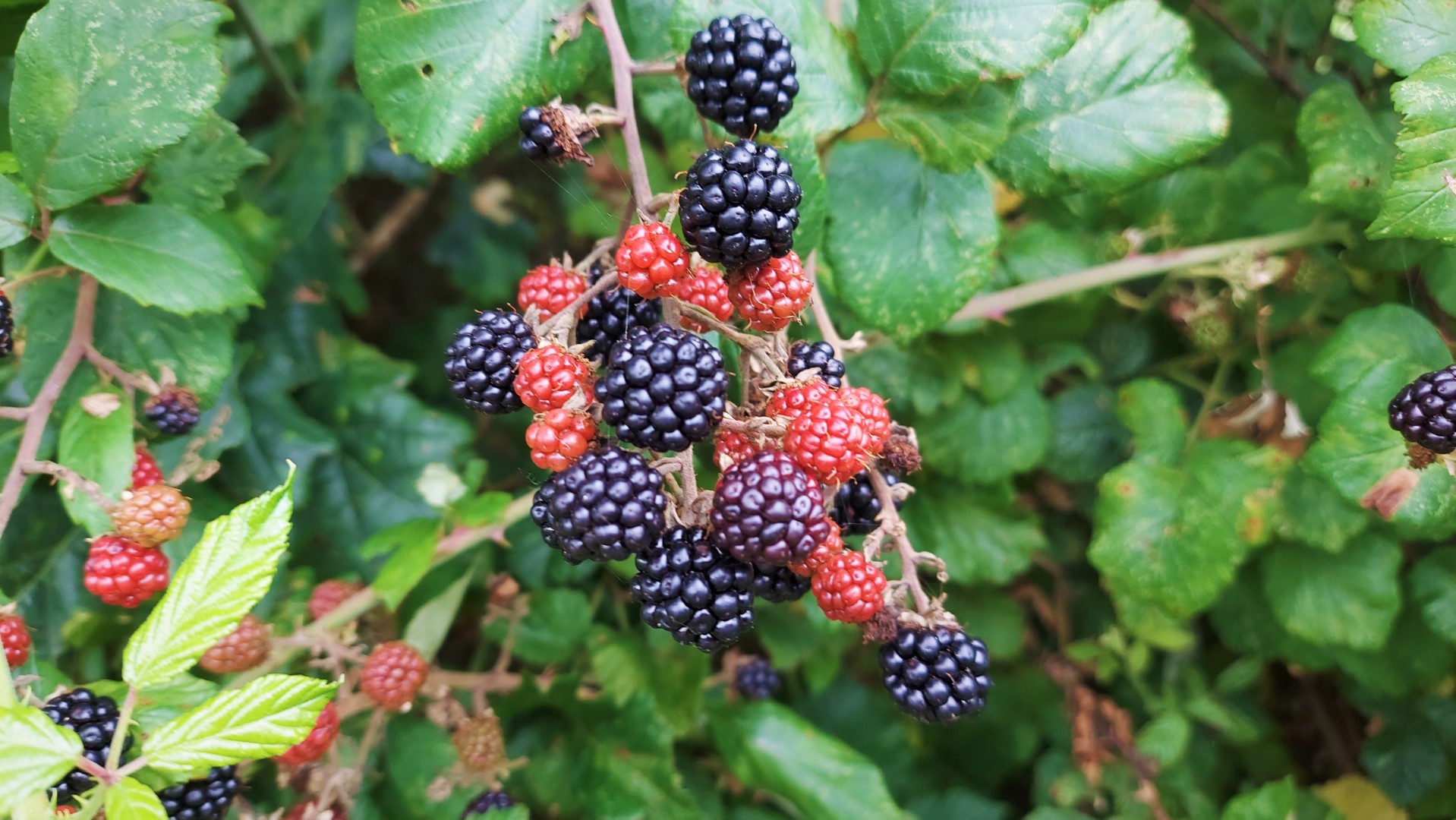 20210818_112154 (Grand)