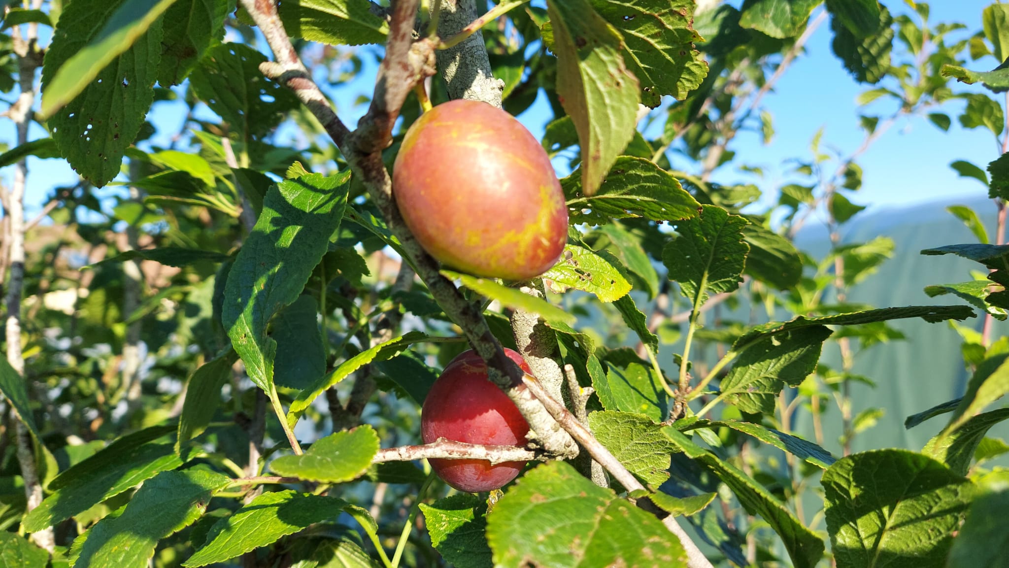 WhatsApp Image 2021-08-04 at 21.09.42 (6)