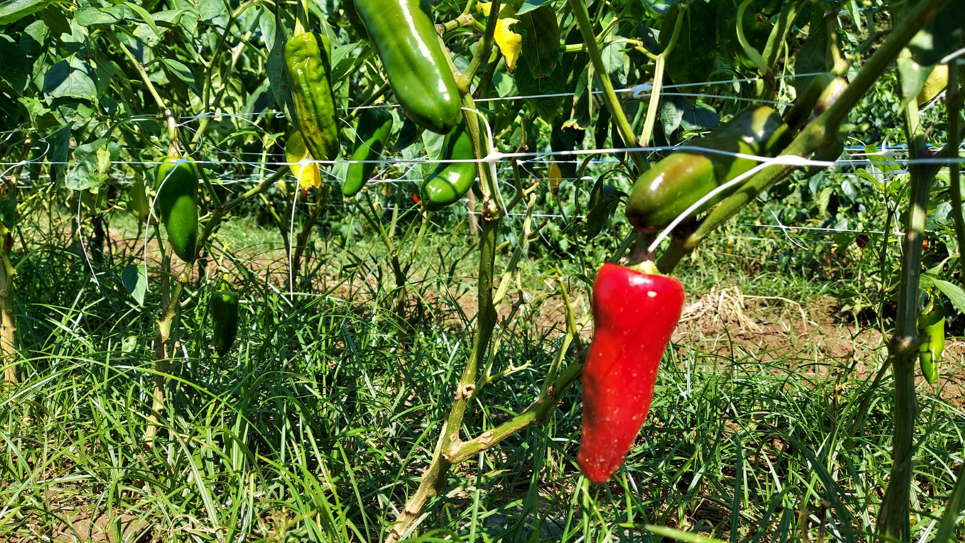 20210904_145325 (Grand)