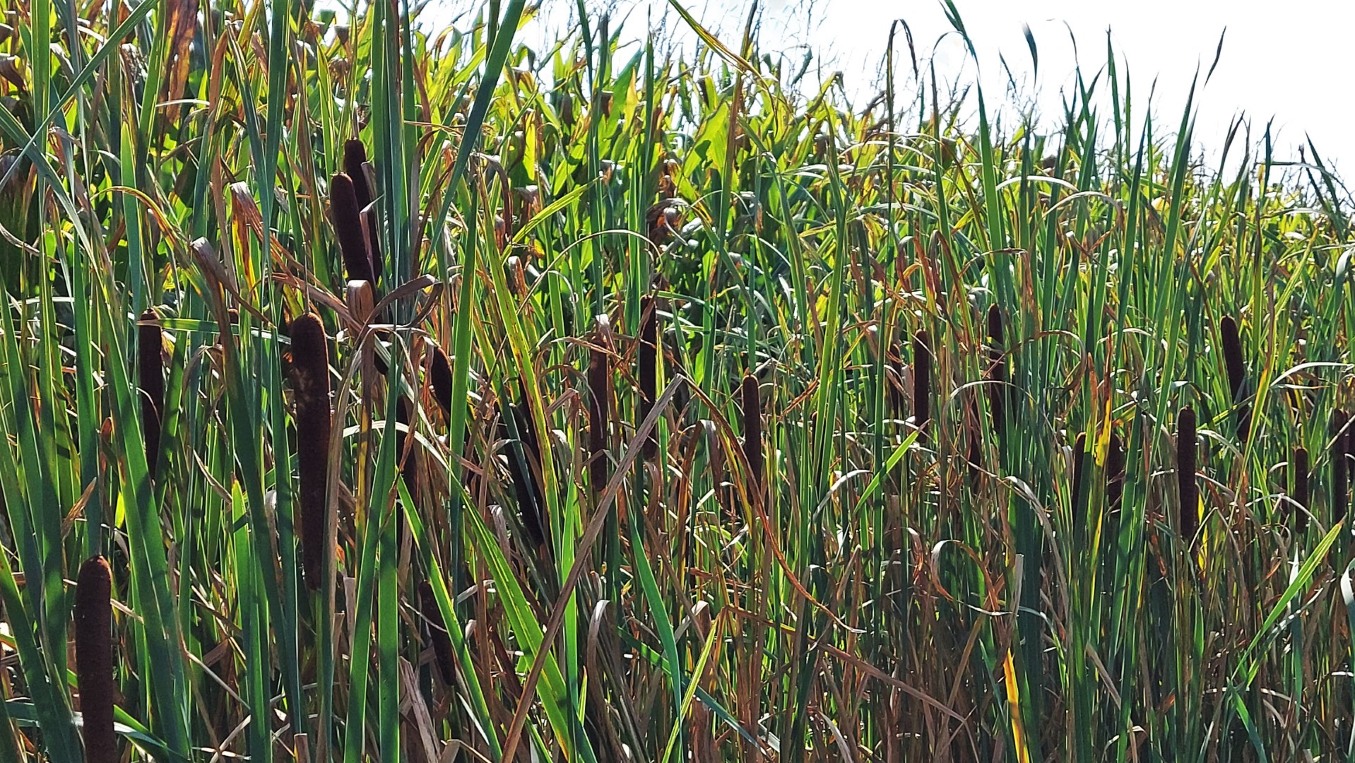 20210904_161508 (Grand)