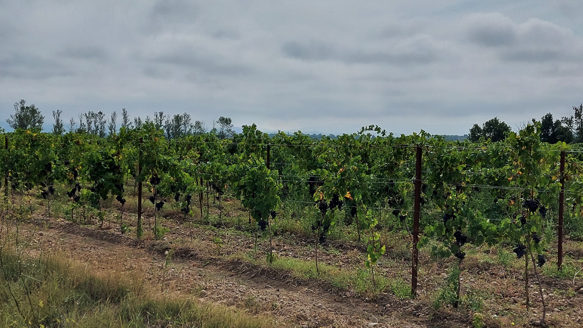 20210913_121927 (Grand)