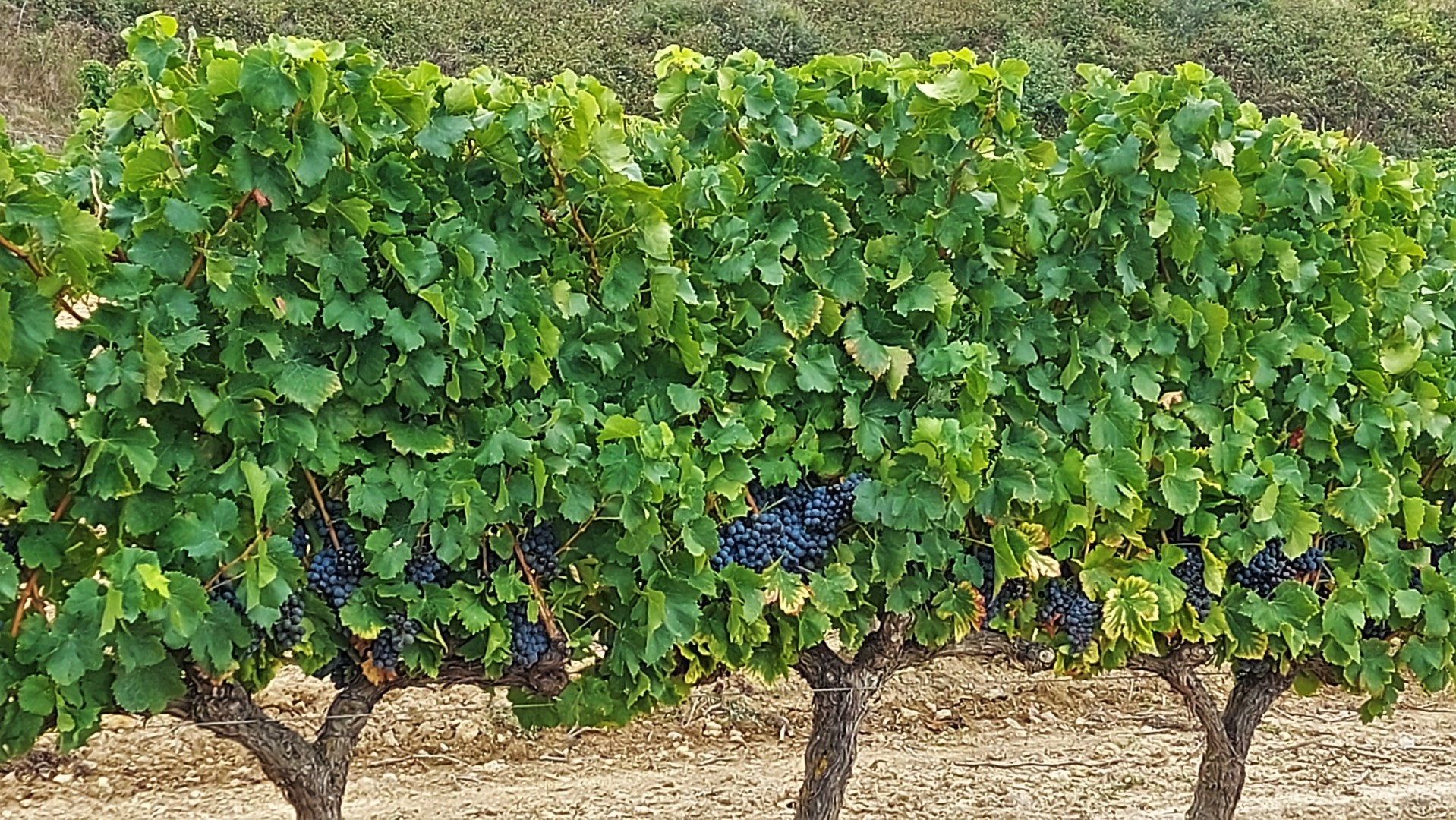 20210914_144533 (Grand)